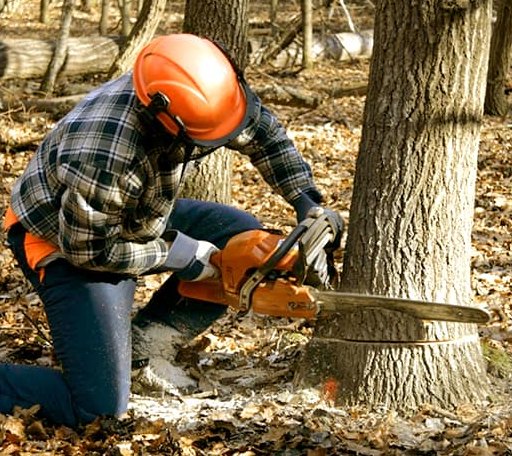 Tree Removal in Batesville, TX